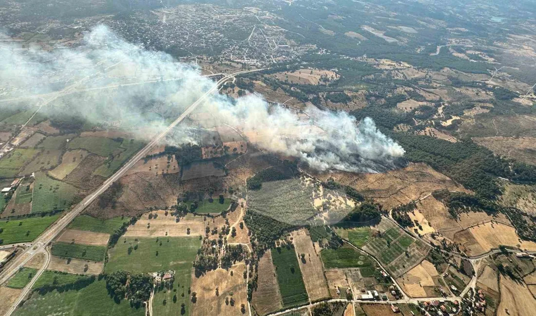 ÇANAKKALE’NİN AYVACIK İLÇESİNDE ORMANLIK