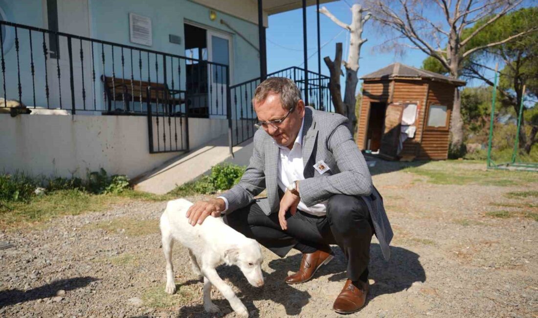 SOKAK HAYVANLARINA YÖNELİK YASANIN