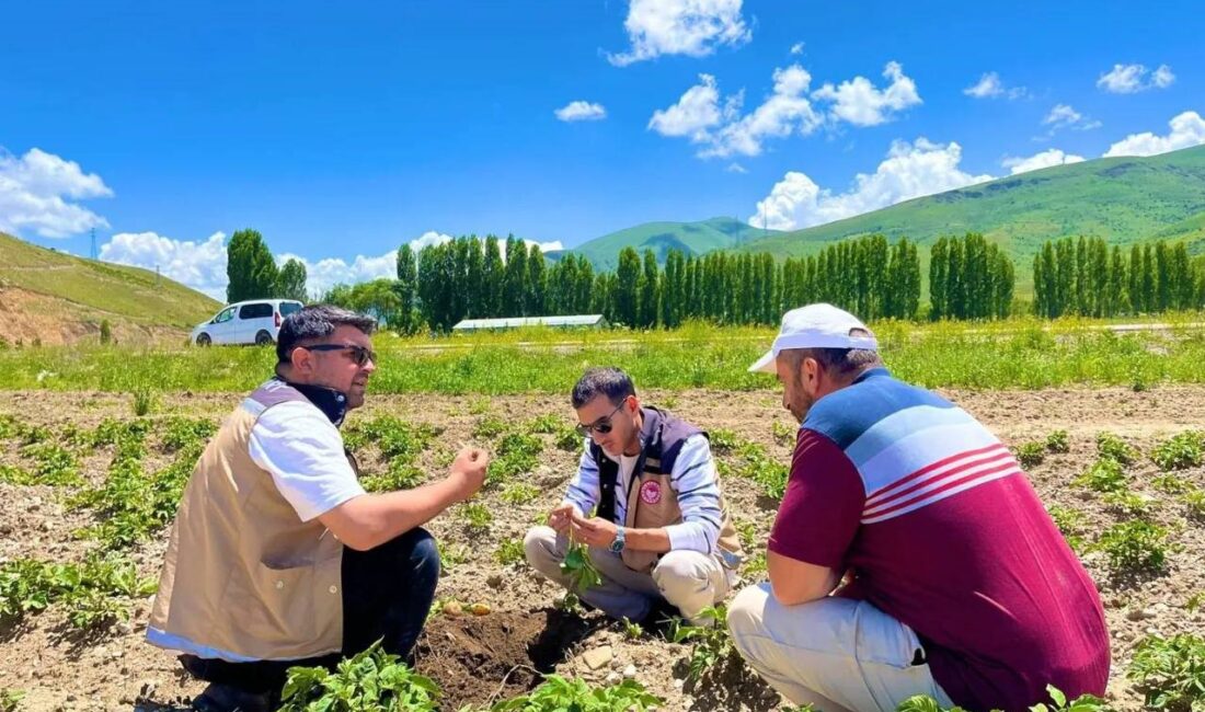 BAYBURT'TA PATATES EKİLİ ALANLARDA