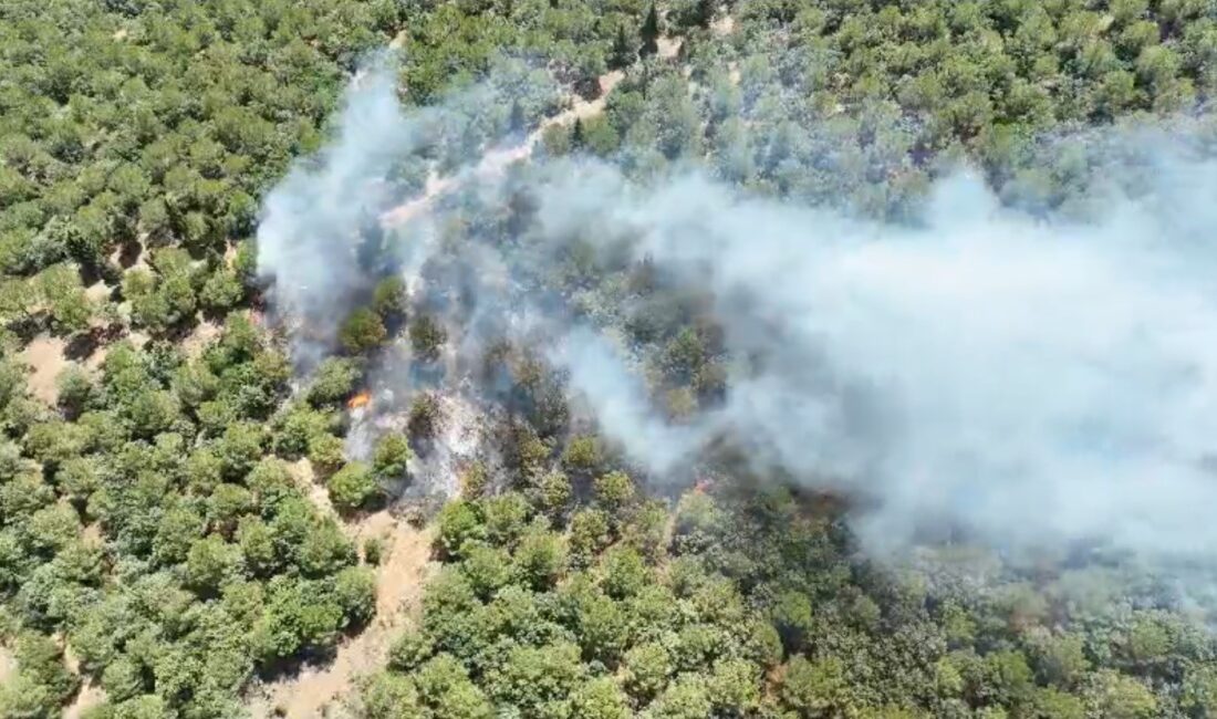 ÇANAKKALE'NİN BAYRAMİÇ İLÇESİNDE ÇIKAN