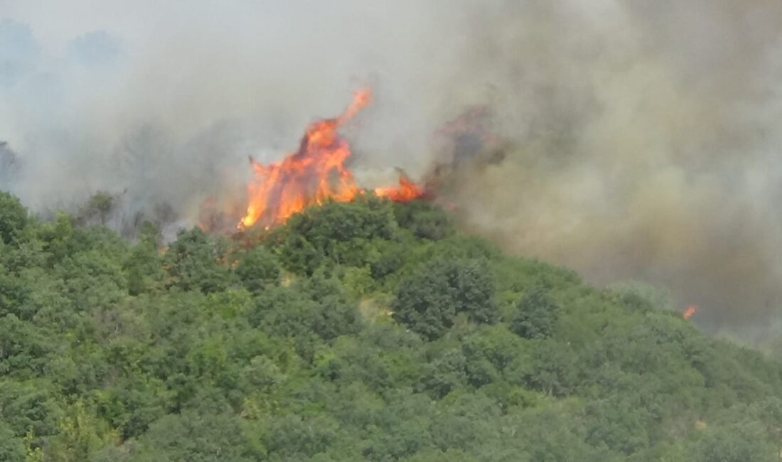 ÇANAKKALE’NİN BAYRAMİÇ İLÇESİNDE ÇIKAN