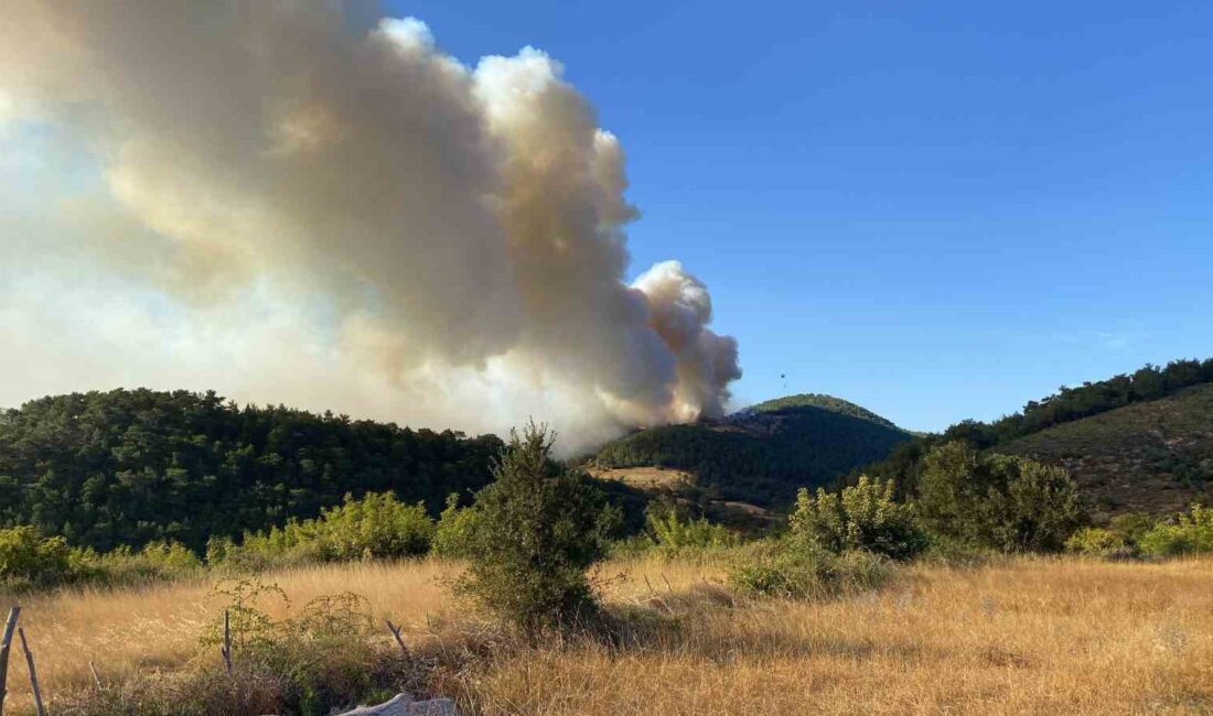 ÇANAKKALE’NİN BAYRAMİÇ İLÇESİNDE ÇIKAN