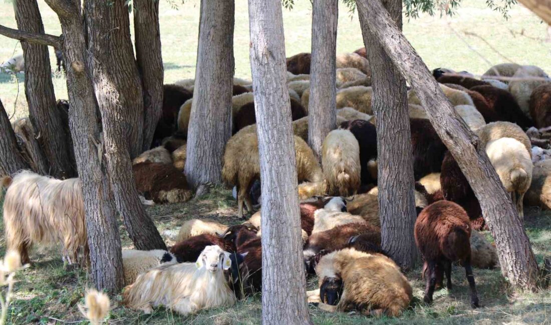 BESİCİLER SICAKTAN ETKİLENEN BÜYÜKBAŞ