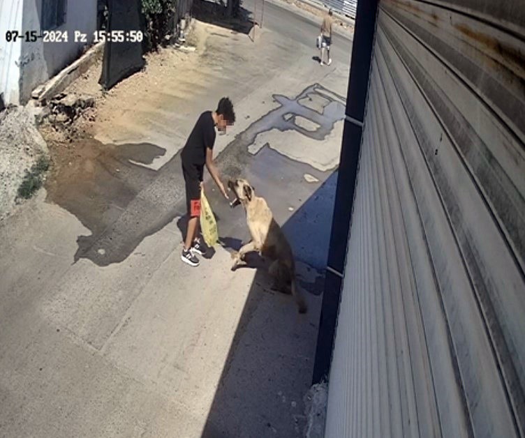 ANTALYA’DA SOKAK KÖPEĞİ, KENDİSİNİ