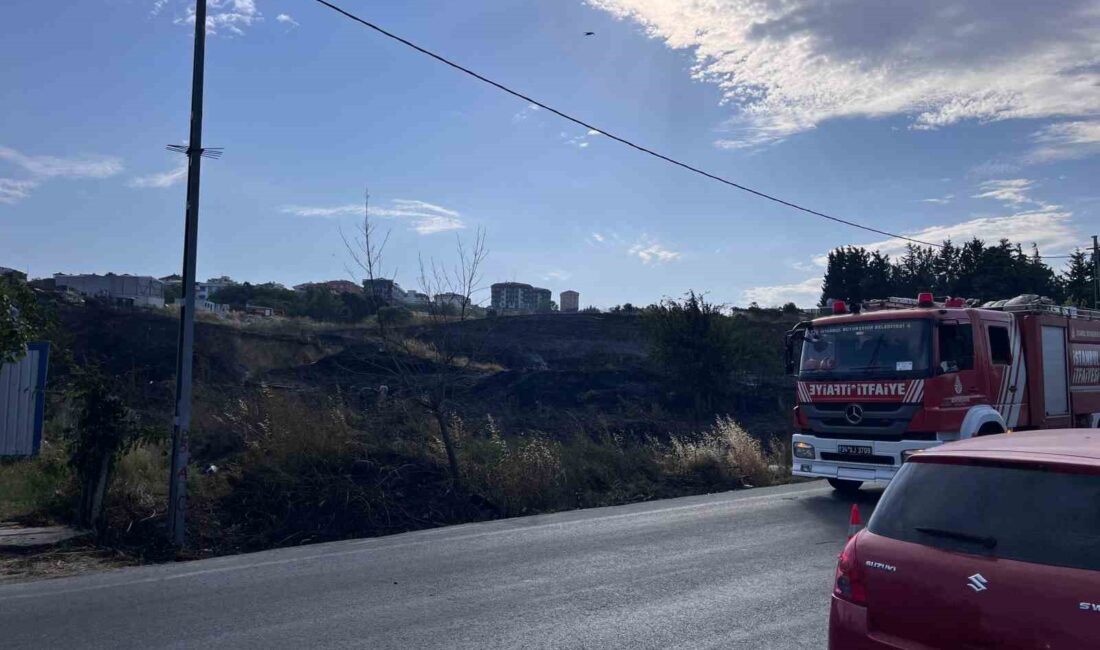 İSTANBUL BEYLİKDÜZÜ’NDE OTLUK ALANDA