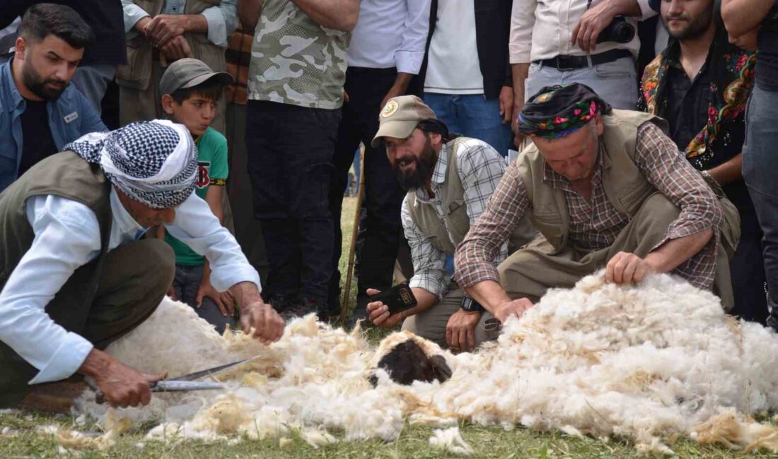 ŞIRNAK'IN BEYTÜŞŞEBAP İLÇESİNDE BESİCİLER,