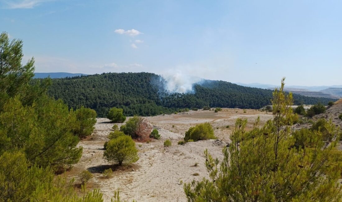 BALIKESİR’İN BİGADİÇ İLÇESİ’NDE ORMANLIK