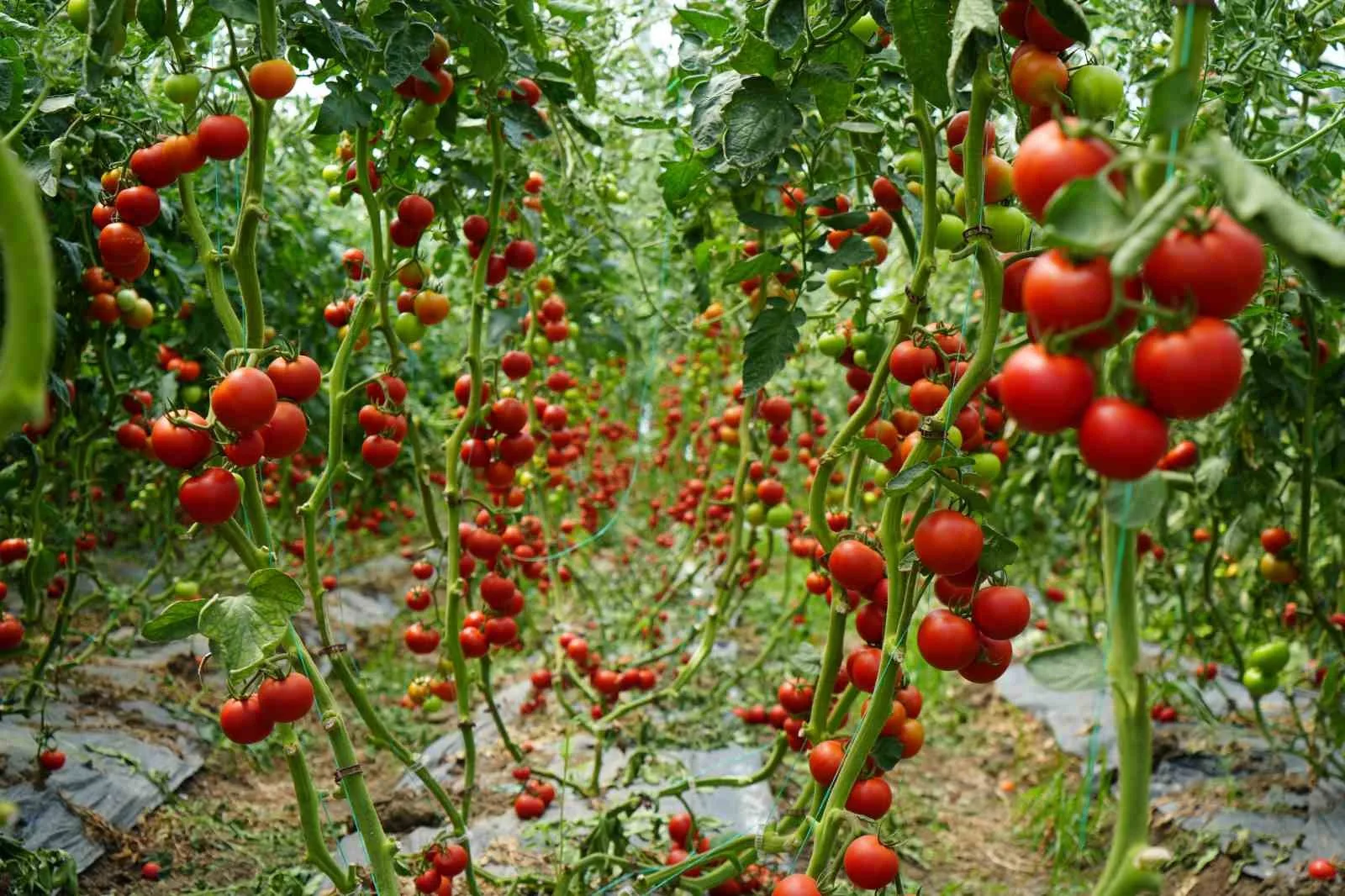 Bu domatesler hastalık ve virüse yakalanmıyor