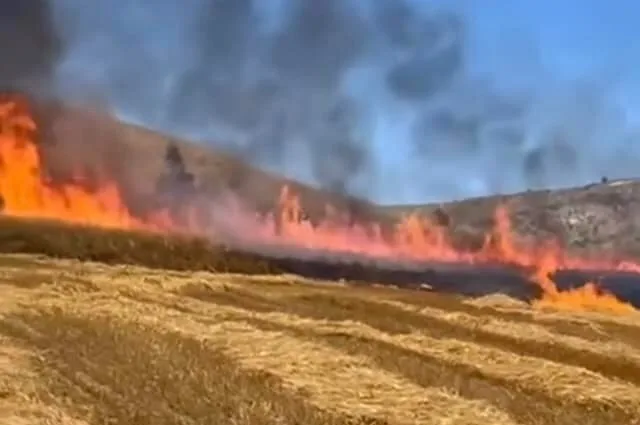 Buğday ekili tarlada çıkan yangın 15 dönüm alanı küle çevirdi