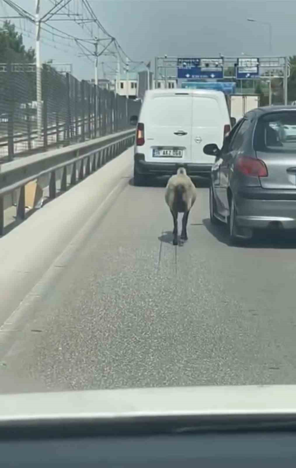 Bursa’da firar eden koyun, trafiği alt üst etti