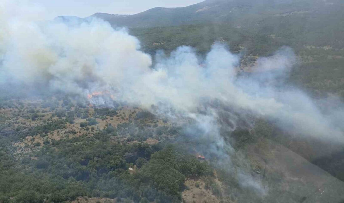 BURSA'NIN ORHANELİ İLÇESİNDE ORMANLIK