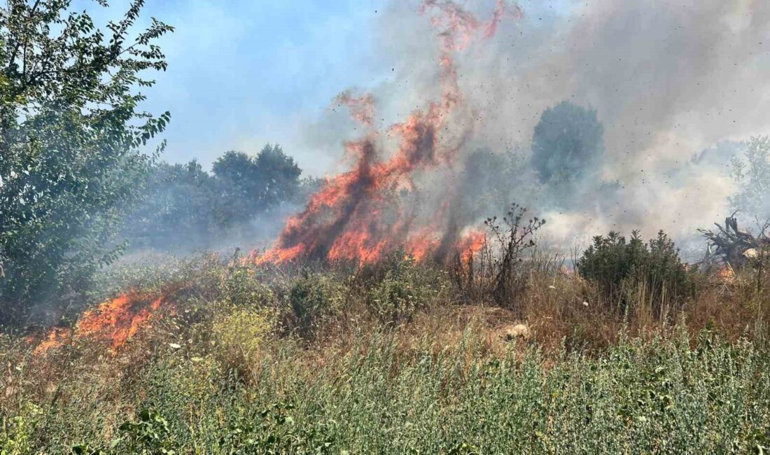 BURSA'NIN NİLÜFER İLÇESİNDE OTLUK