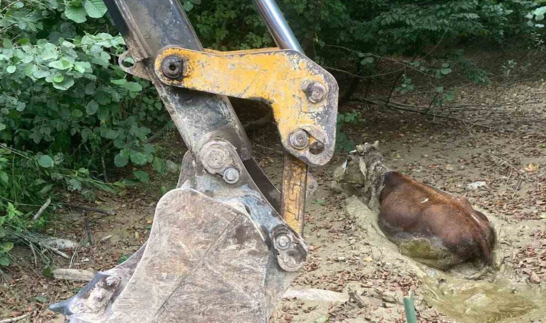 BARTIN'IN HASANKADI BELDESİ'NDE ÇAMURA