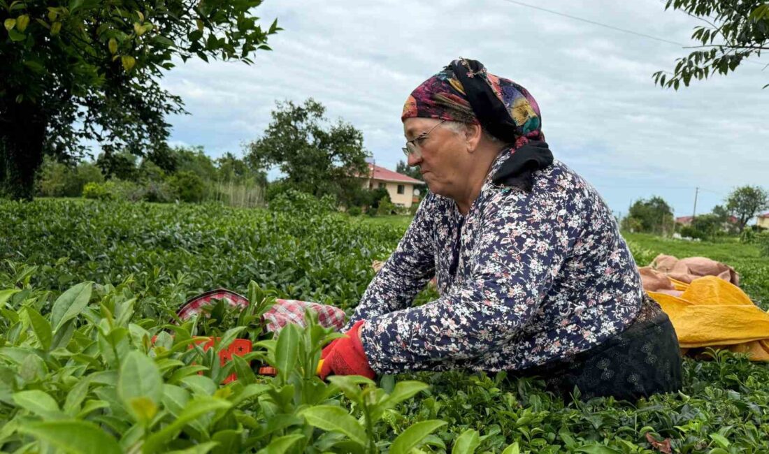 ÇAYKUR, 50 KİLOGRAMDAN 30