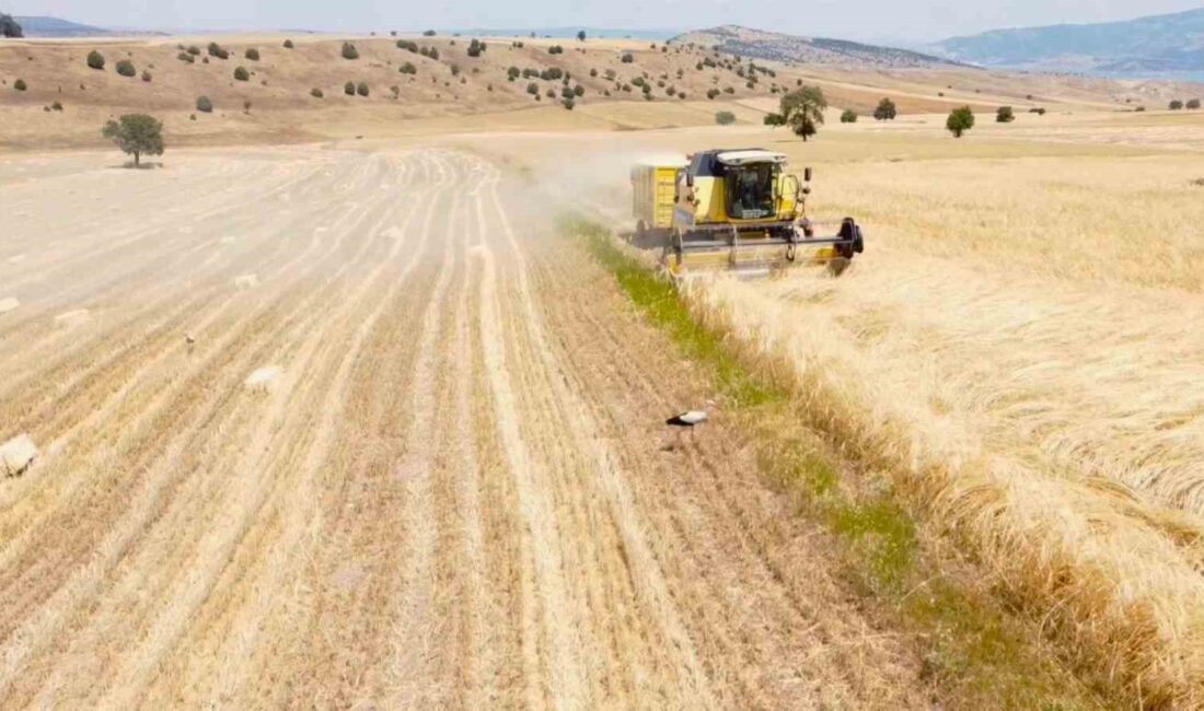 YOZGAT'TA ÇİFTÇİ HASAT DERDİNDE