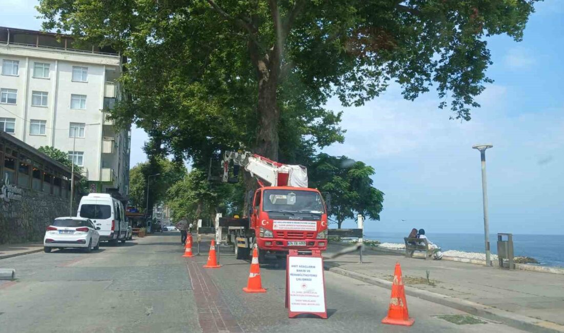 AKÇAKOCA İLÇESİ ÇINAR CADDESİ