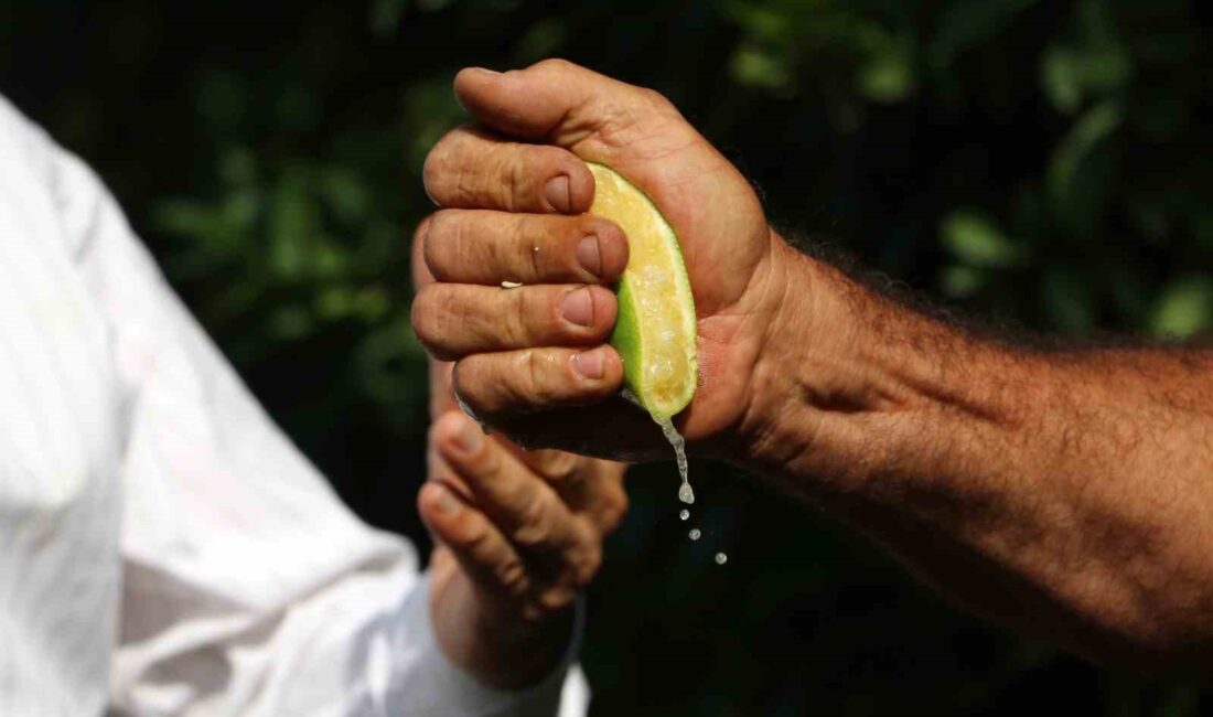 MAYER LİMONLARIN HASAT OLGUNLUĞUNA