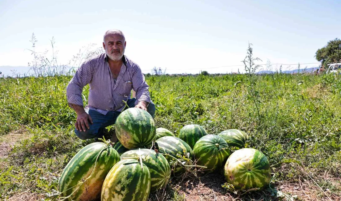 DENİZLİ BÜYÜKŞEHİR BELEDİYESİ, MALİYETLERİN