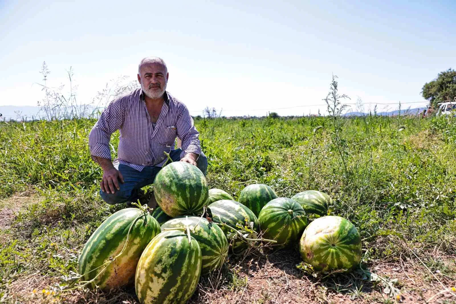 Denizli’de üreticinin elinde kalan karpuzları büyükşehir aldı