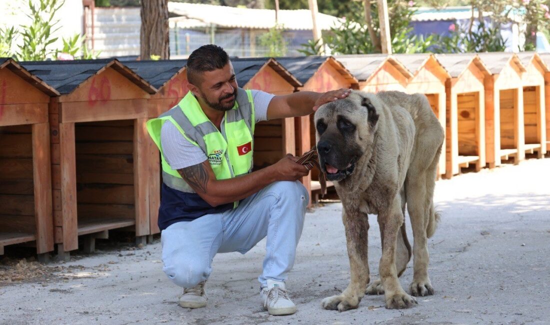 HATAY’DA BÜYÜKŞEHİR BELEDİYESİ EKİPLERİ