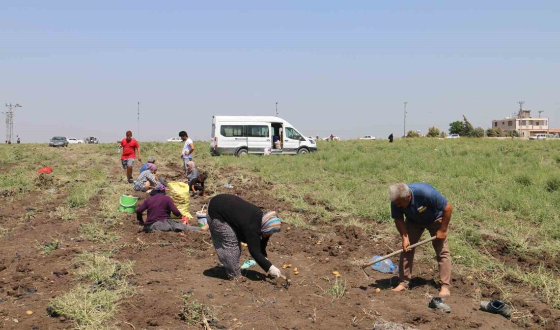 HATAY'IN ANTAKYA İLÇESİNDE EKTİĞİ