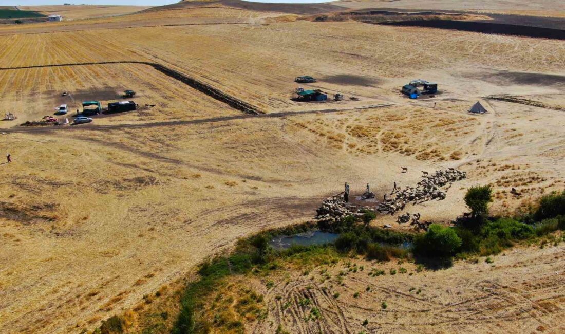 DİYARBAKIR’DA KARACADAĞ BÖLGESİNDE GEÇİMİNİ