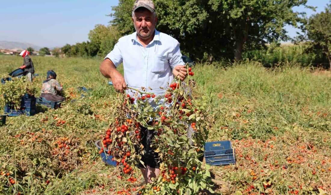 AYDIN'IN KÖŞK İLÇESİNDE ÇERİ