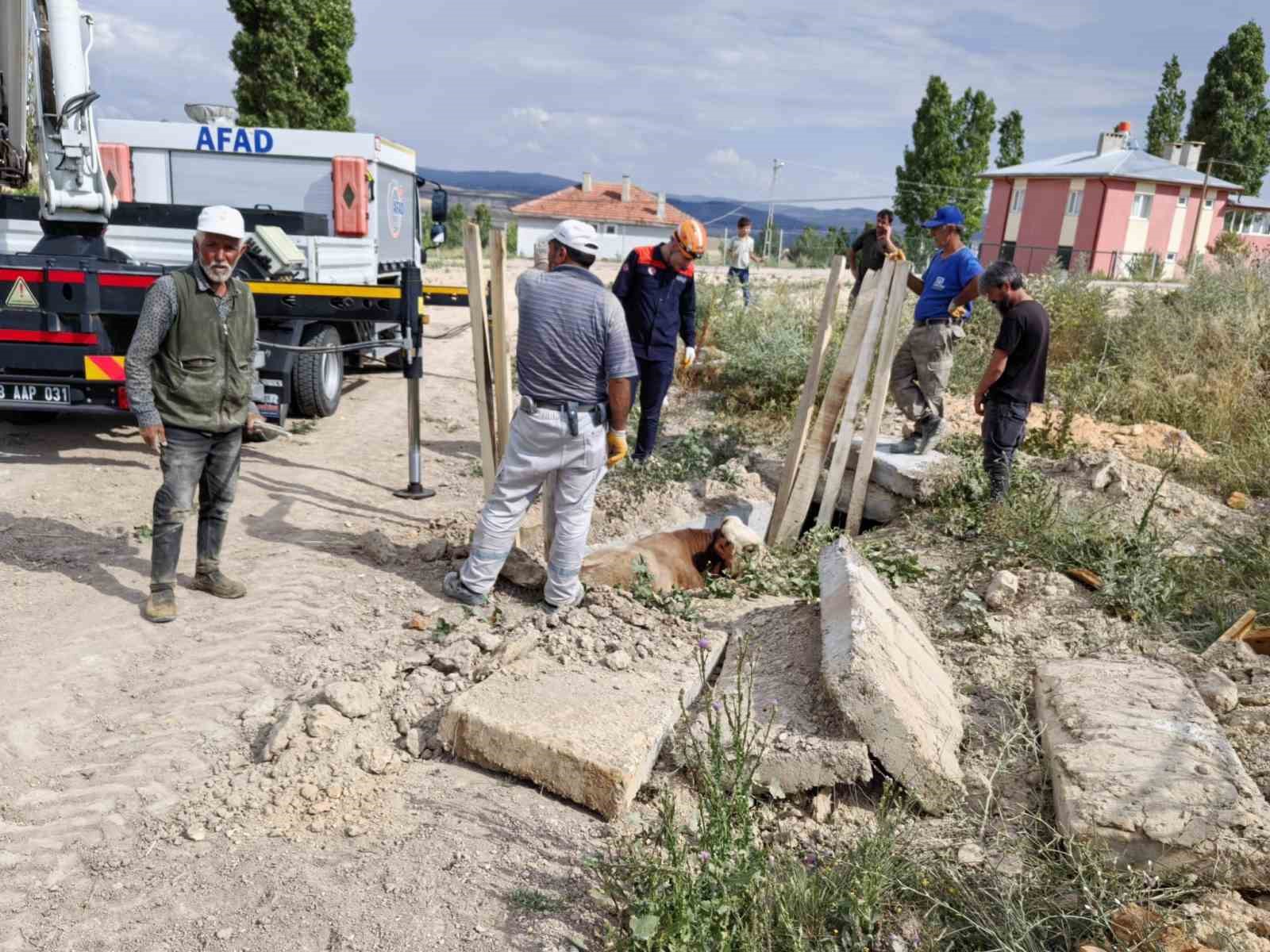 Düştüğü menfezde mahsur kalan inek kurtarıldı