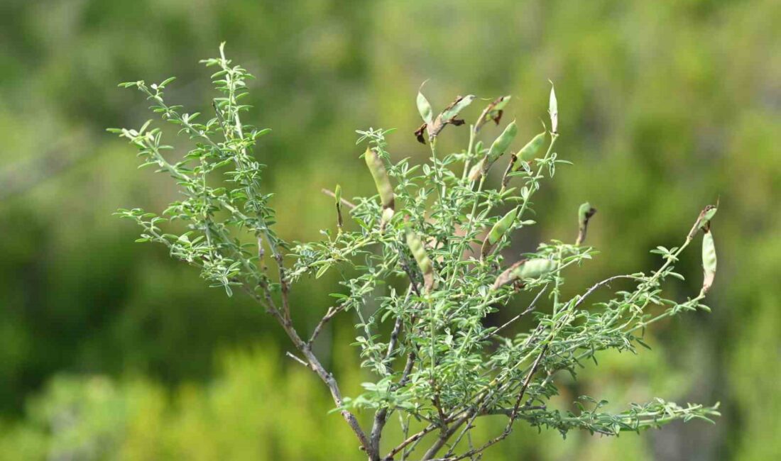 EGE ÜNİVERSİTESİ BOTANİK BAHÇESİ