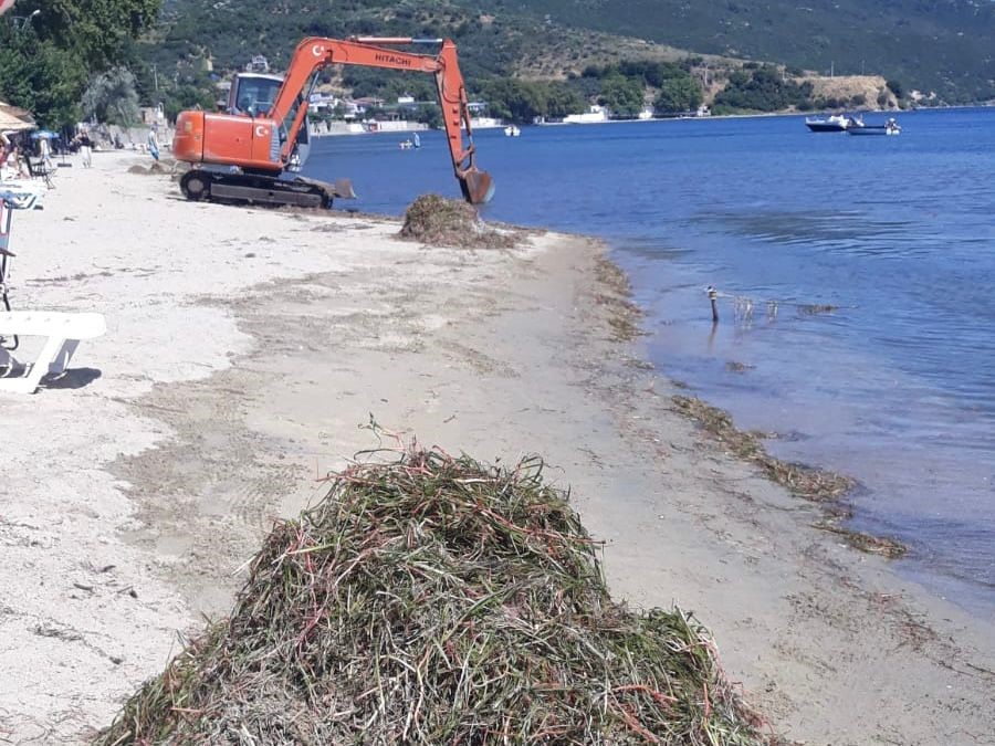 Erdek’te deniz çayırı katliamı