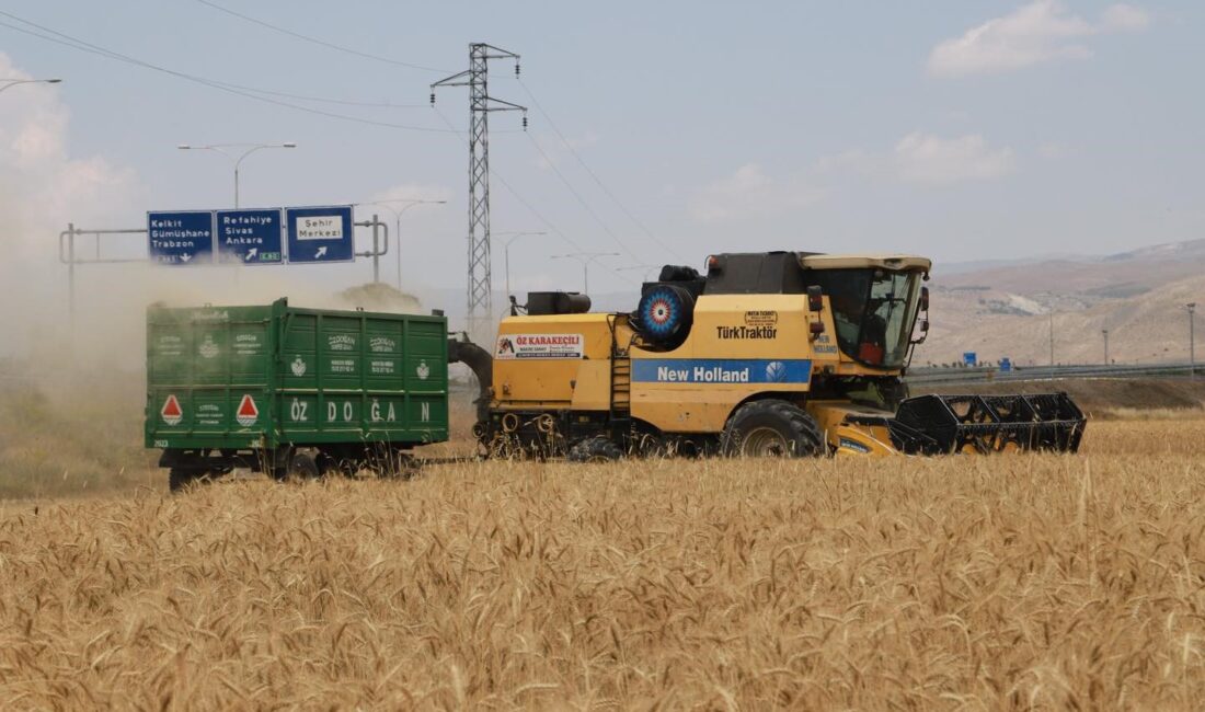 ERZİNCAN’DA HUBUBAT TARLALARINDA HASAT