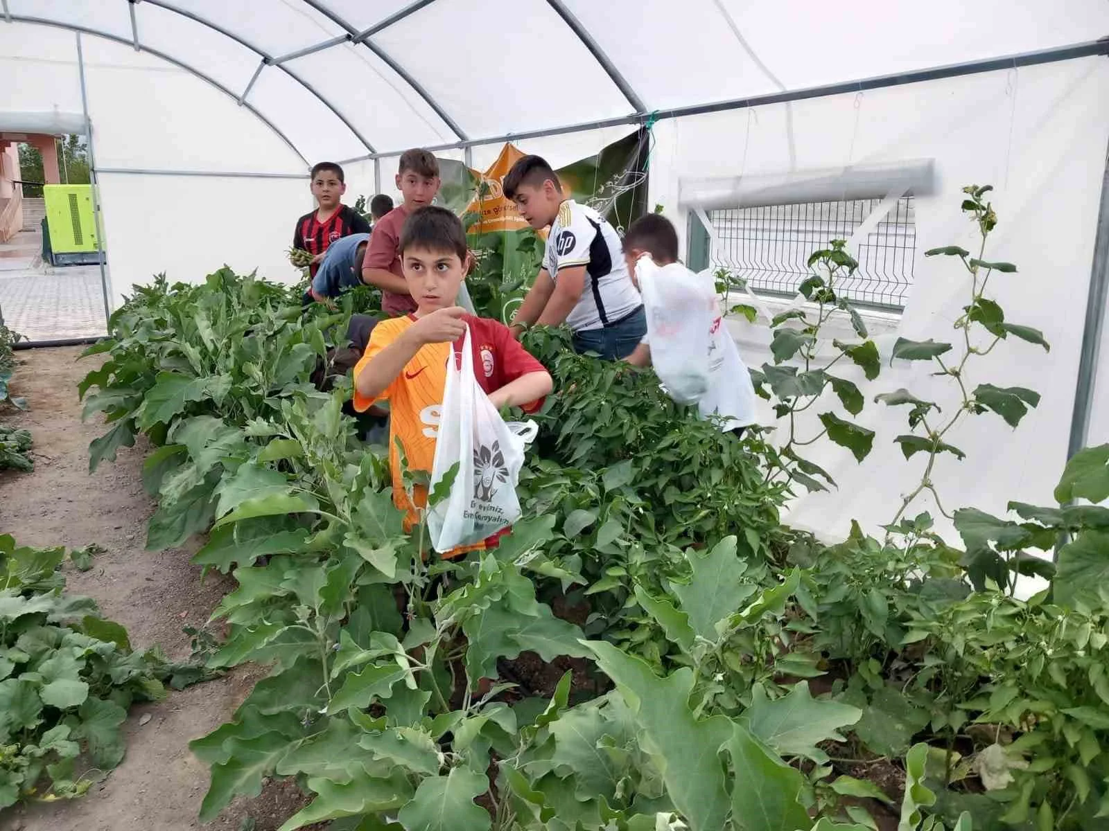 Erzincan’da minik öğrenciler sebze hasadına başladı