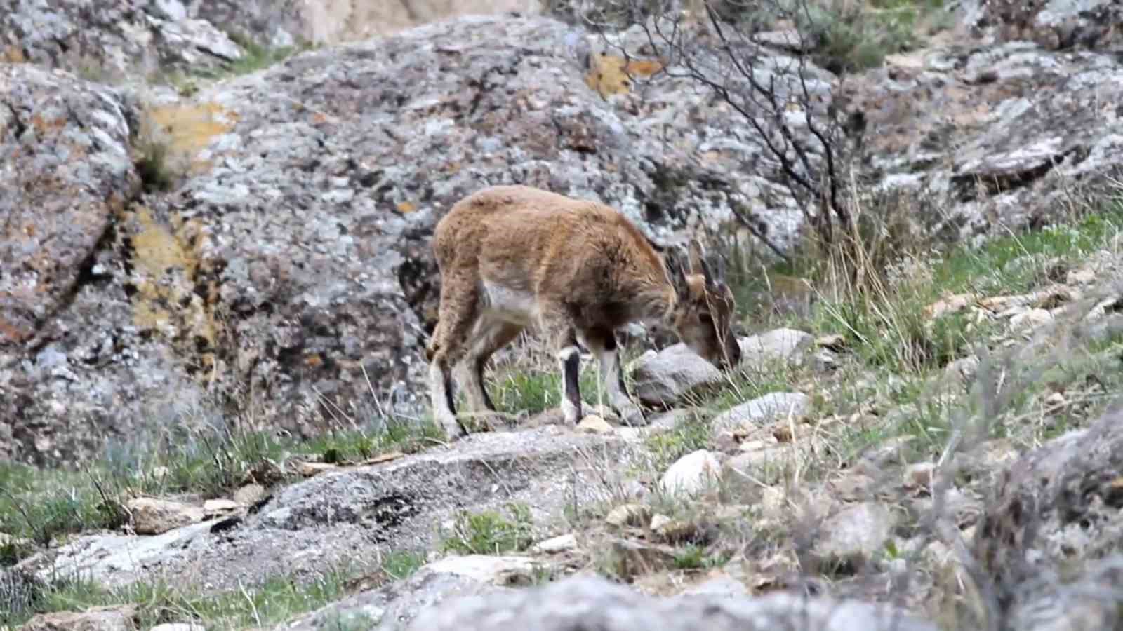 Erzurum’da yabani dağ keçileri görüntülendi