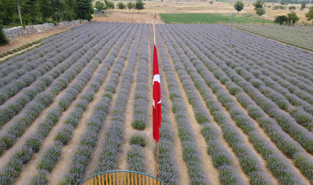 ADANA’NIN FEKE İLÇESİNDE BULUNAN