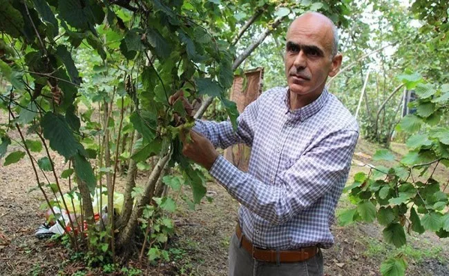 Fındıkta bir rekolte tahmini de Giresun Ziraat Odası’ndan