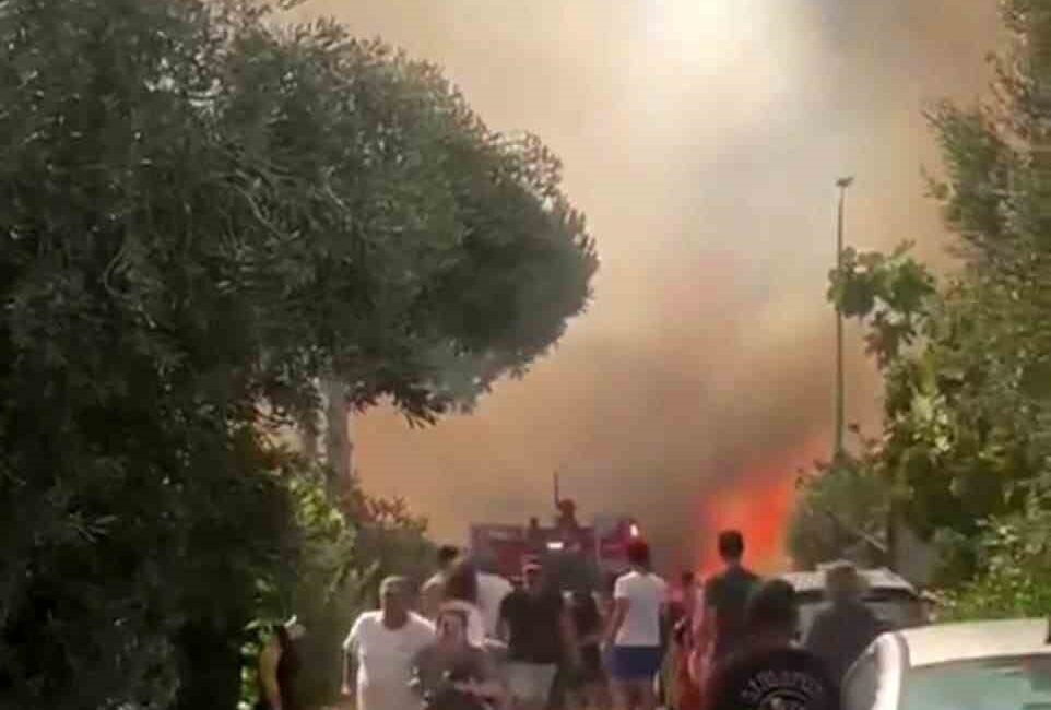 İZMİR’İN FOÇA İLÇESİNDE, ORMANLIK