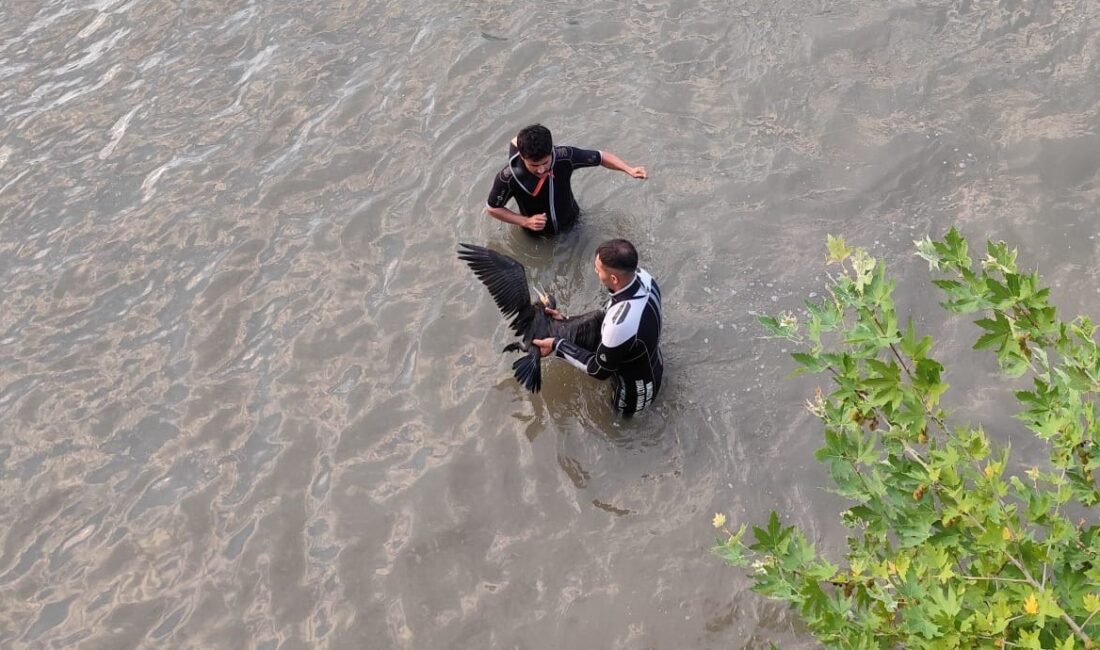 AMASYA’DA YEŞİLIRMAK NEHRİ’NDE ÇIRPINAN