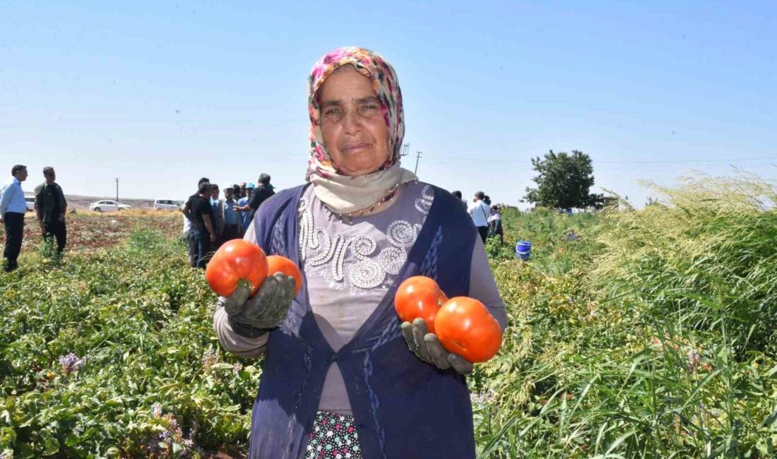 GAZİANTEP'TE DOMATES HASADI, KADIN