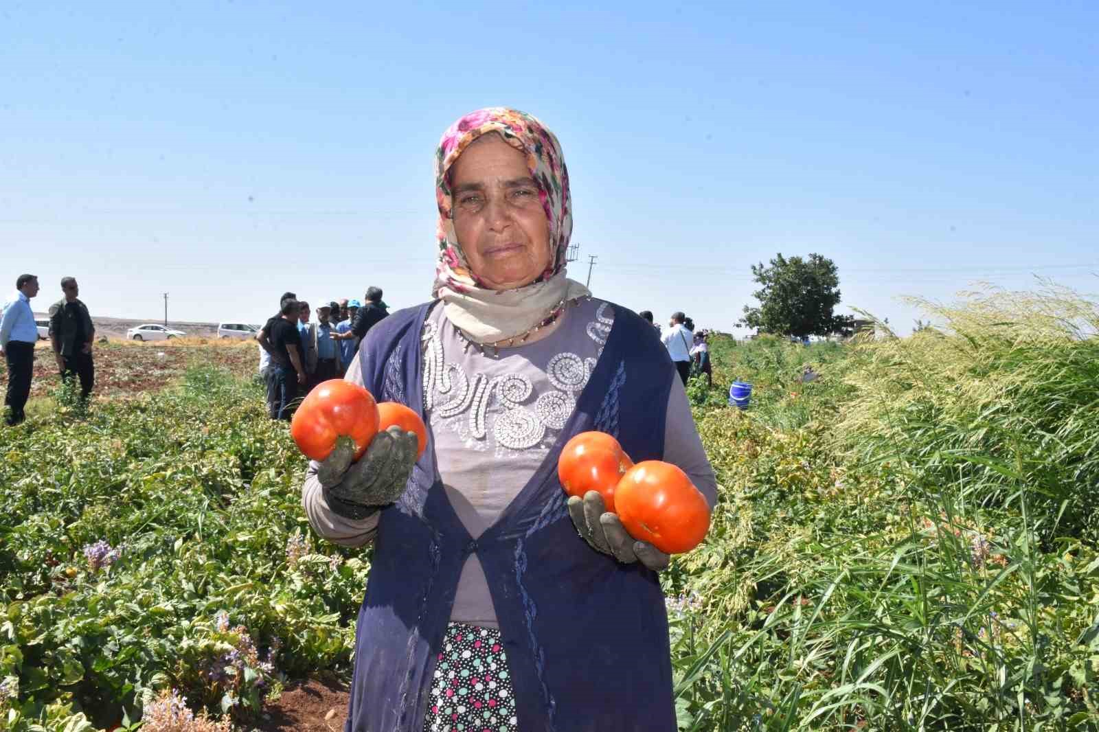 Gaziantep’te kadınların domates hasadı başladı