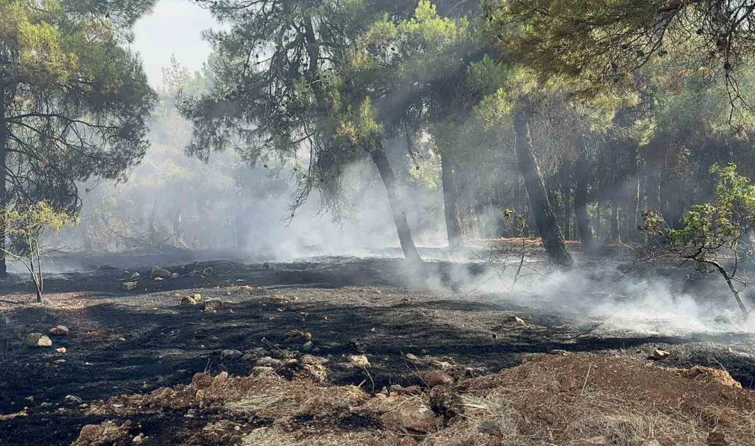 GAZİANTEP'TE ORMAN YANGINI ÇIKTI.