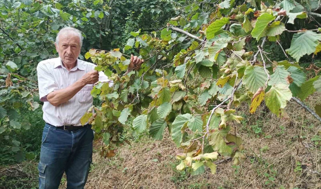 GİRESUN’DA FINDIK TOPLAMA İŞİNDE