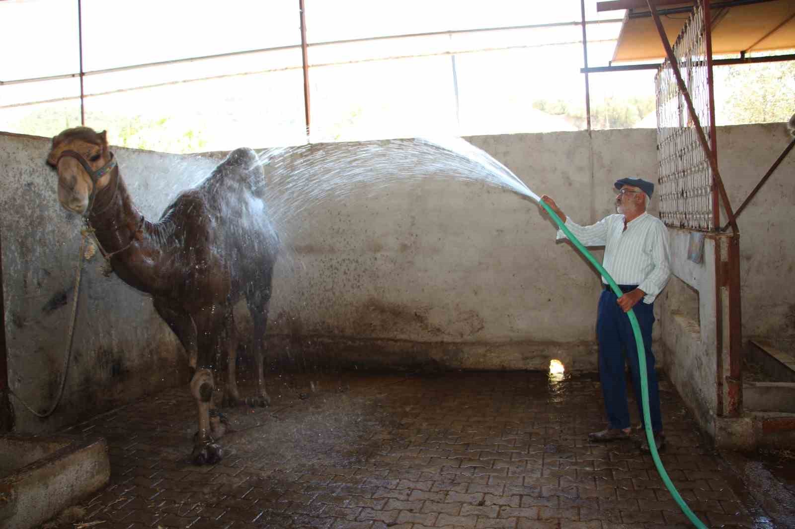 Hava sıcaklıkları develeri bile bunalttı, sahipleri serpme su ile serinletmeye başladı