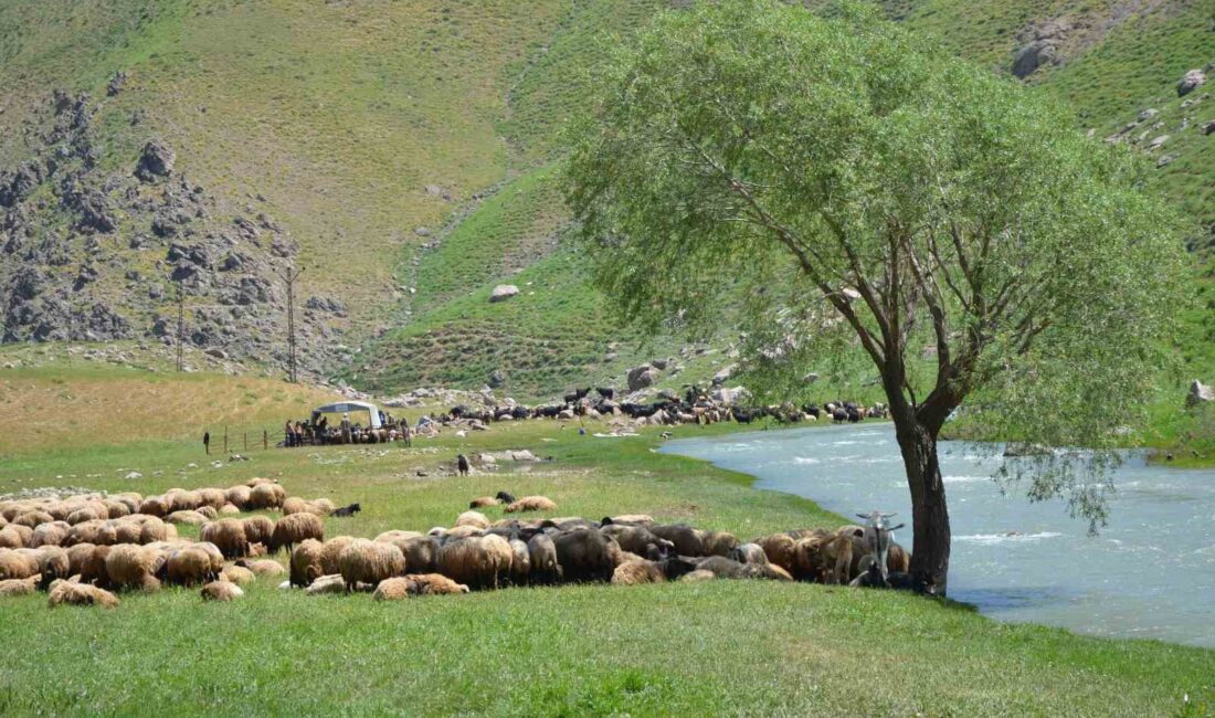 ŞIRNAK'IN İDİL İLÇESİNDE "ŞAP