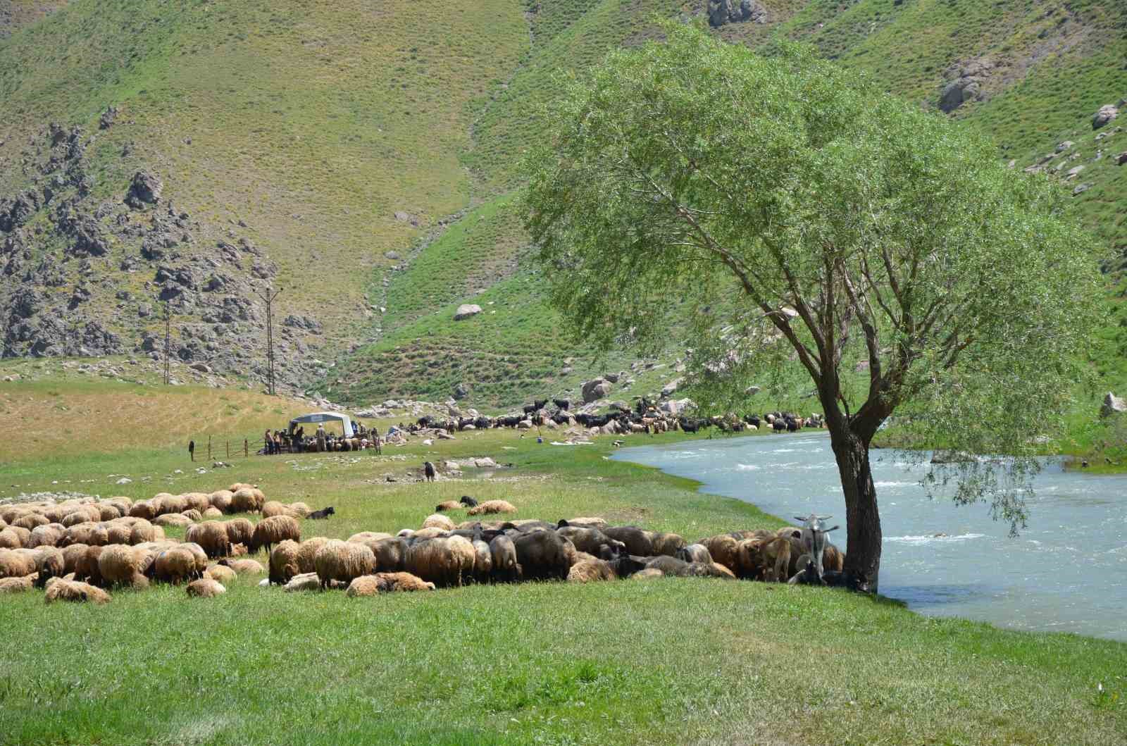 İdil’de “şap hastalığı” nedeniyle hayvan giriş çıkışı yasaklandı