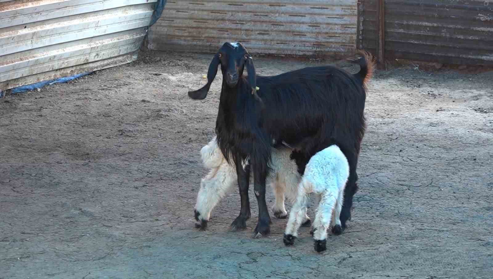 İkiz kuzulara keçi annelik yapıyor