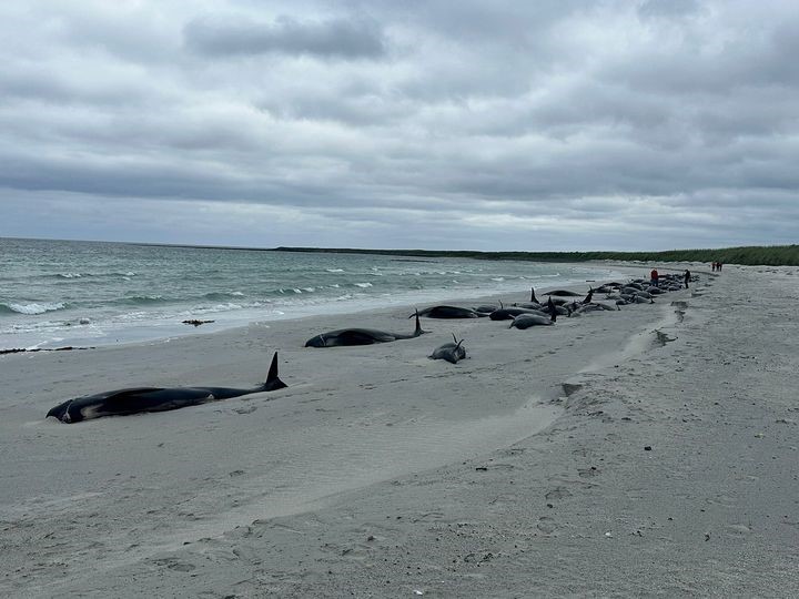 İSKOÇYA'NIN ORKNEY ADALARI'NDA KIYIYA