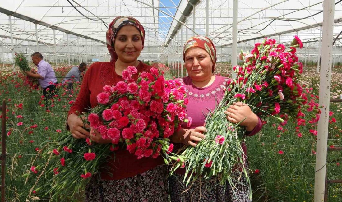 ISPARTA'DA HASADI YAPILAN KARANFİLLER,