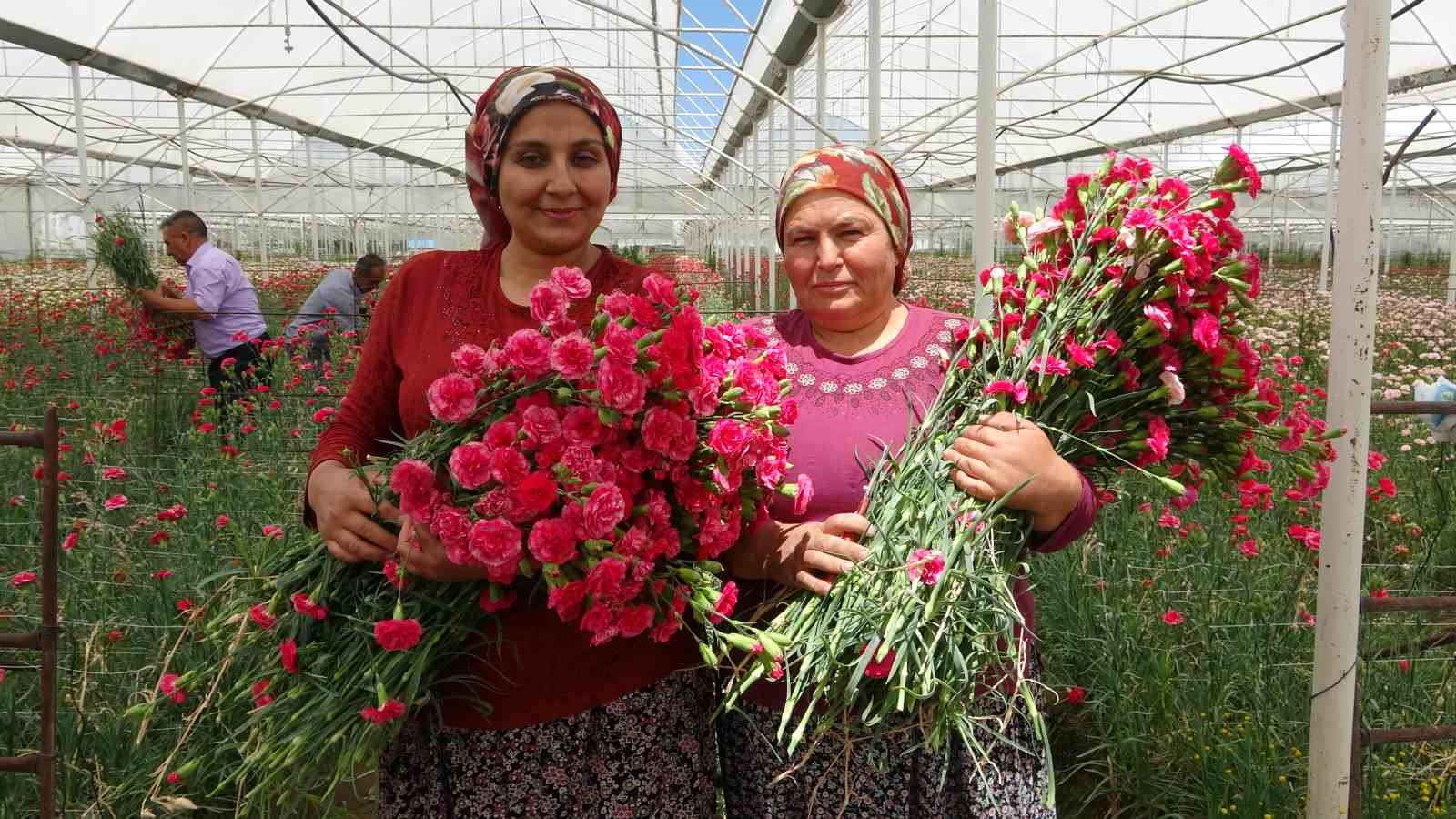 Isparta’nın karanfilleri Avrupa’yı renklendiriyor