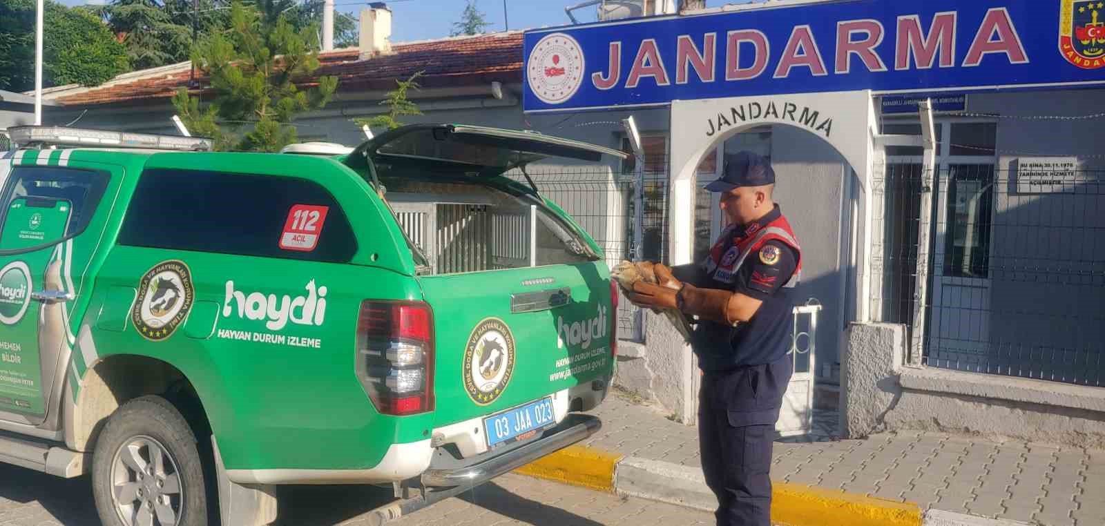 Jandarmanın bulduğu yaralı kızıl şahin koruma altına alındı