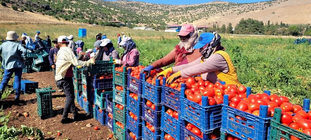 Kahramanmaraş’ta bin 700 dekar açık alanda domates üretimi yapılıyor